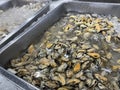 Fresh green mussels without shell stored with ice in a supermarket