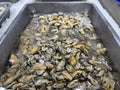 Fresh green mussels without shell stored with ice in a supermarket