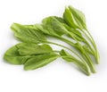 Fresh green mustard greens or caisim isolated white background top view