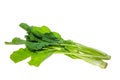 Fresh green mustard greens Caisim/Sawi Hijau Royalty Free Stock Photo