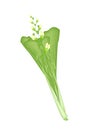 Fresh Green Mustard Plant on A White Background