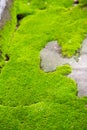 Fresh green natural moss