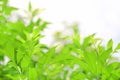 Fresh green nature tree leaves on blurred background in the morning sunlight. Natural background with copy space Royalty Free Stock Photo