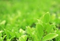 Fresh green nature tree leaves on blurred background in the morning sunlight. Natural background with copy space Royalty Free Stock Photo