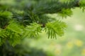 Fresh green needles on a conifer in spring Royalty Free Stock Photo