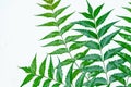Fresh green neem leaves on white background