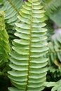 Fresh green Nephrolepis cordifolia or Sword Fern leaf in nature garden Royalty Free Stock Photo