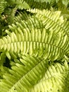 Fresh green Nephrolepis cordifolia or Sword Fern leaf in nature garden Royalty Free Stock Photo