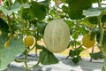 Fresh green net Japanese melon hanging on the plant Royalty Free Stock Photo
