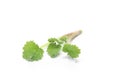 Fresh and green nettle isolated