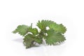 Fresh and green nettle isolated