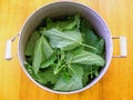 Fresh green nettle leaves in a metal bowl prepapation for soup or decoction Royalty Free Stock Photo