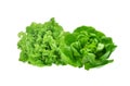 fresh green oak and green butter lettuce salad leaves isolated on white Royalty Free Stock Photo