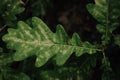 Fresh green oak leaves background Royalty Free Stock Photo