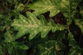 Fresh green oak leaves background Royalty Free Stock Photo