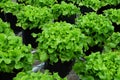 Fresh green oak lettuce farming. Green leaf background. Copy space Royalty Free Stock Photo