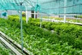 Fresh green oak lettuce farming. Green leaf background. Copy space