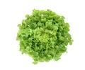 Fresh green oak lettuce isolated on white background, flat lay Royalty Free Stock Photo