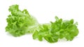 Fresh green oak lettuce leaf Royalty Free Stock Photo