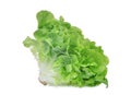 Fresh green oak lettuce salad leaves isolated on white Royalty Free Stock Photo