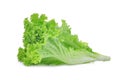 Fresh green oak lettuce salad leaves isolated on white Royalty Free Stock Photo