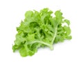 Fresh green oak lettuce salad leaves isolated on white Royalty Free Stock Photo