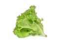Fresh green oak lettuce salad leaves isolated on white background Royalty Free Stock Photo