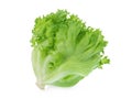 Fresh green oak lettuce salad leaves isolated on white Royalty Free Stock Photo