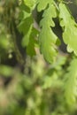 Fresh green oak tree leaves Royalty Free Stock Photo