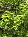 Fresh green oak tree leaves. Natural photo with selective focus Royalty Free Stock Photo