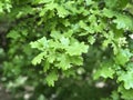 Fresh green oak tree leaves. Natural photo with selective focus Royalty Free Stock Photo