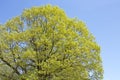 Fresh green of oak tree leaves Royalty Free Stock Photo