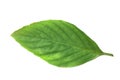 Fresh green Ocimum basilicum leaves