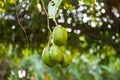 Fresh green olive, (elaeocarpus) Royalty Free Stock Photo