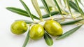 Fresh green olive fruit isolated on clean white background for versatile use in design projects Royalty Free Stock Photo
