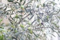 Fresh green olive tree branch. Raw ripe fresh olives Royalty Free Stock Photo