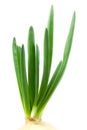 Fresh green onion