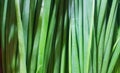 Fresh Green onion background, Healthy food