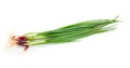 Fresh green onion isolated on white background Royalty Free Stock Photo