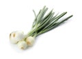 Fresh green onion on white Royalty Free Stock Photo