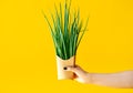 Fresh green onions in fast food paper box in woman hand on bright yellow background Royalty Free Stock Photo