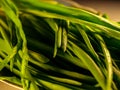 Beautiful green onion chives closeup Royalty Free Stock Photo