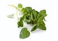 Fresh green oregano Royalty Free Stock Photo