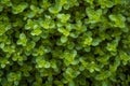 Fresh green oregano leaves filling the entire frame, fresh herbs, generative AI