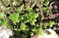 Fresh green oregano leaves grow in spring