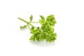 Fresh green oregano leaves isolated on white background Royalty Free Stock Photo