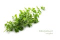 Fresh green oregano, Origanum vulgare, isolated on white with sa Royalty Free Stock Photo