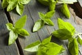 Fresh Green Organic Basil Royalty Free Stock Photo