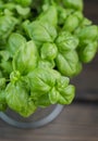 Fresh green organic Basil leaves on dark wooden table Royalty Free Stock Photo