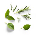 Fresh green organic basil and rosemary leaves isolated on white background. With clipping path. Transparent background and natural Royalty Free Stock Photo